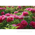 2015 Hot Sale Peony Seed Paeonia suffruticosa Chinese Mudan flower seeds for planting